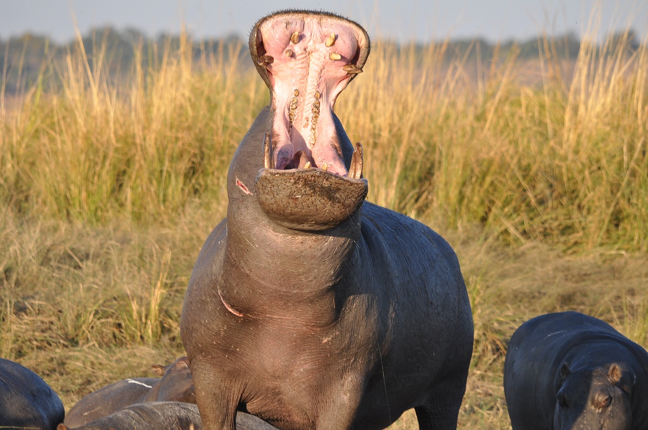 mammal  portrait  animal free photo