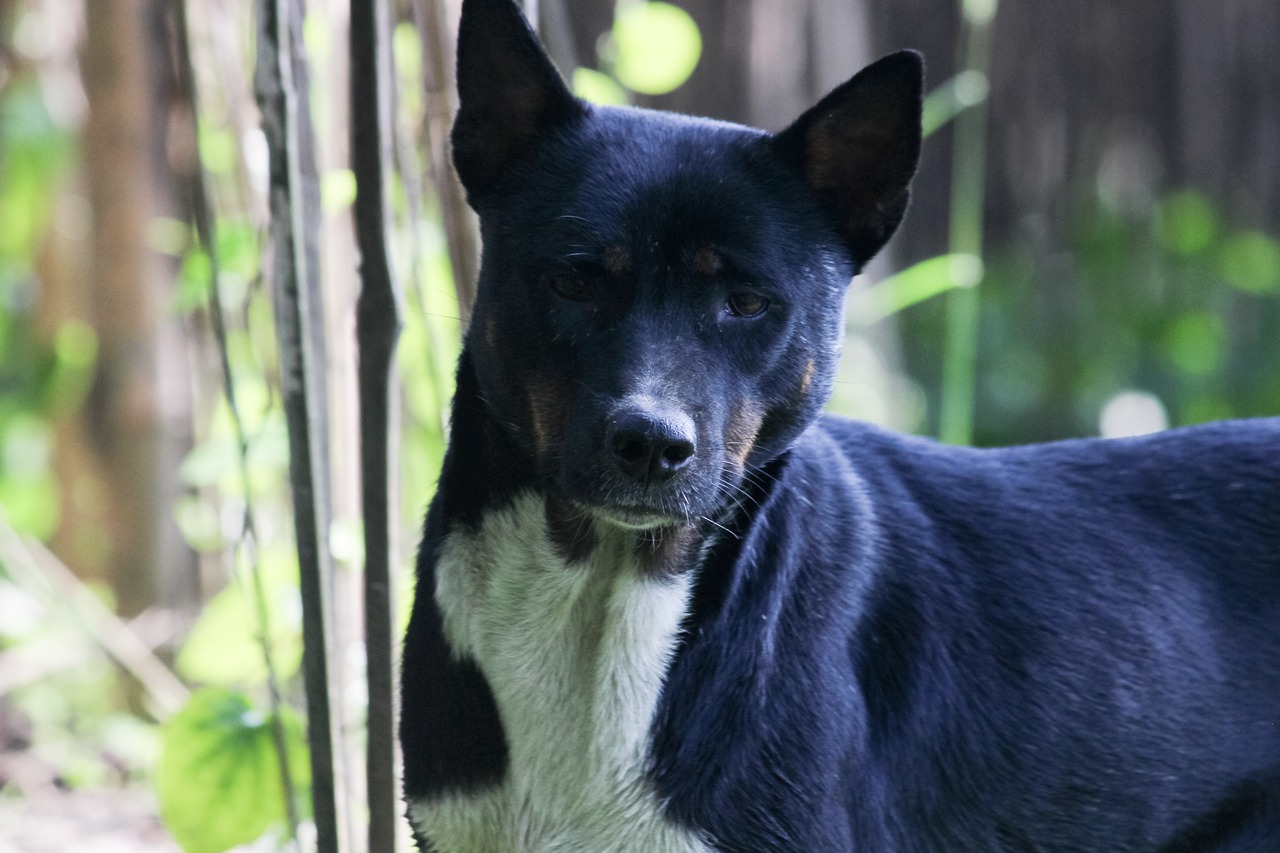 mammal  portrait  dog free photo