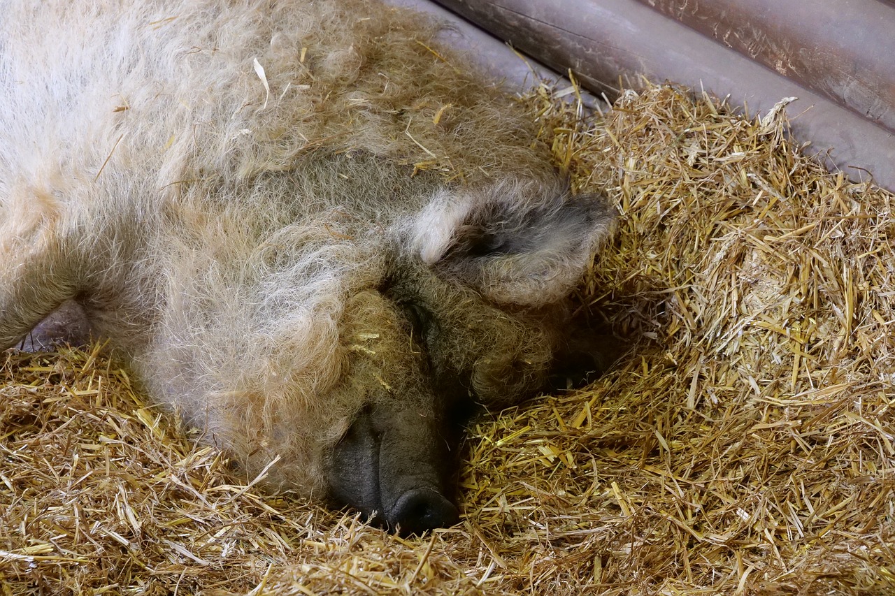 mammal  wool pig  sheep pig free photo
