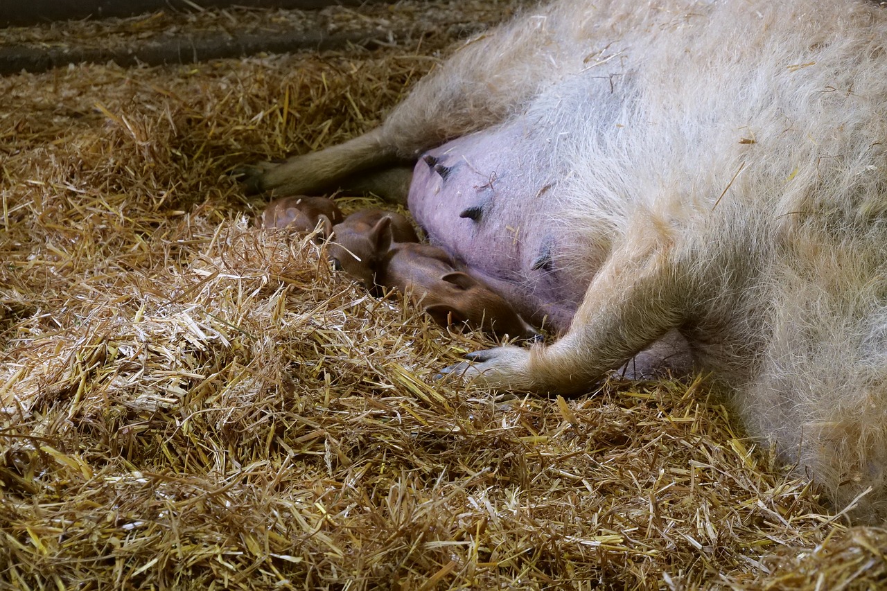 mammal  wool pig  sheep pig free photo