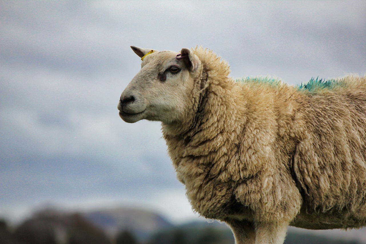 mammal  nature  sheep free photo