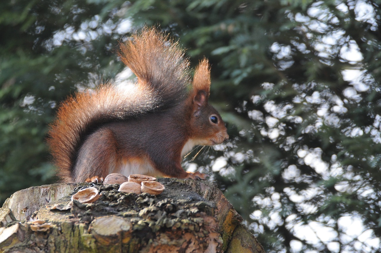 mammal  squirrel  tree free photo