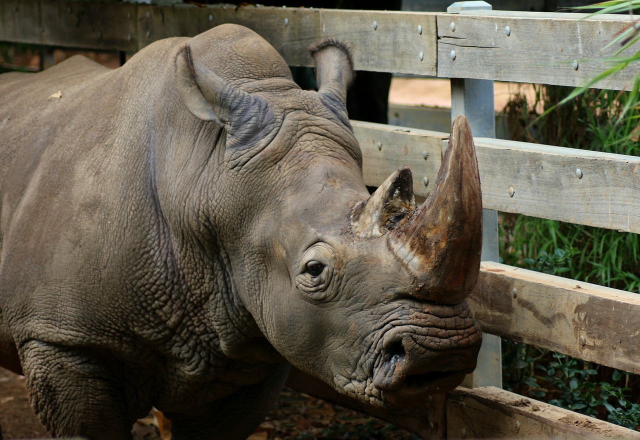 mammal  rhinoceros  animal free photo