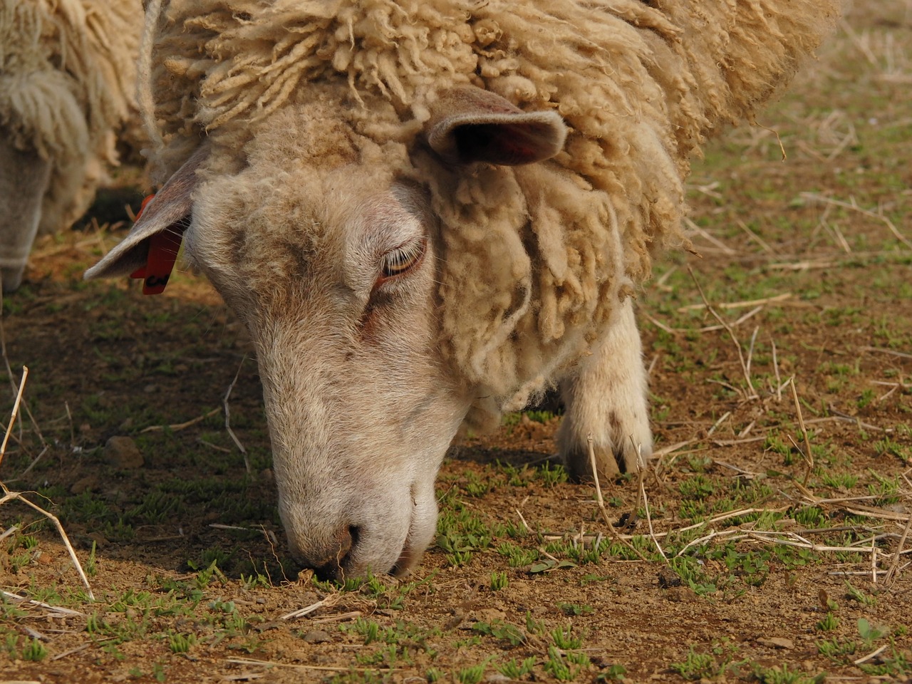 mammal  animal  sheep free photo