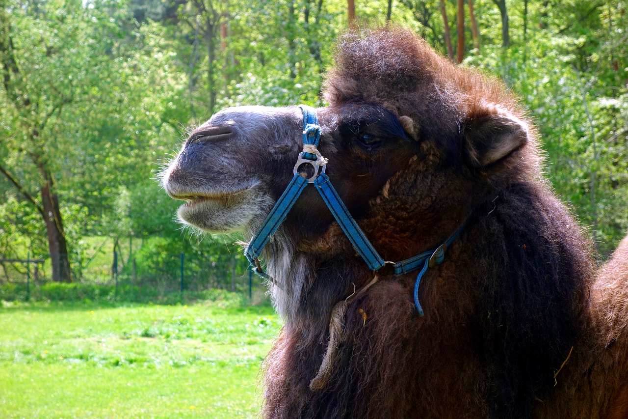mammal  camel  dromedary free photo