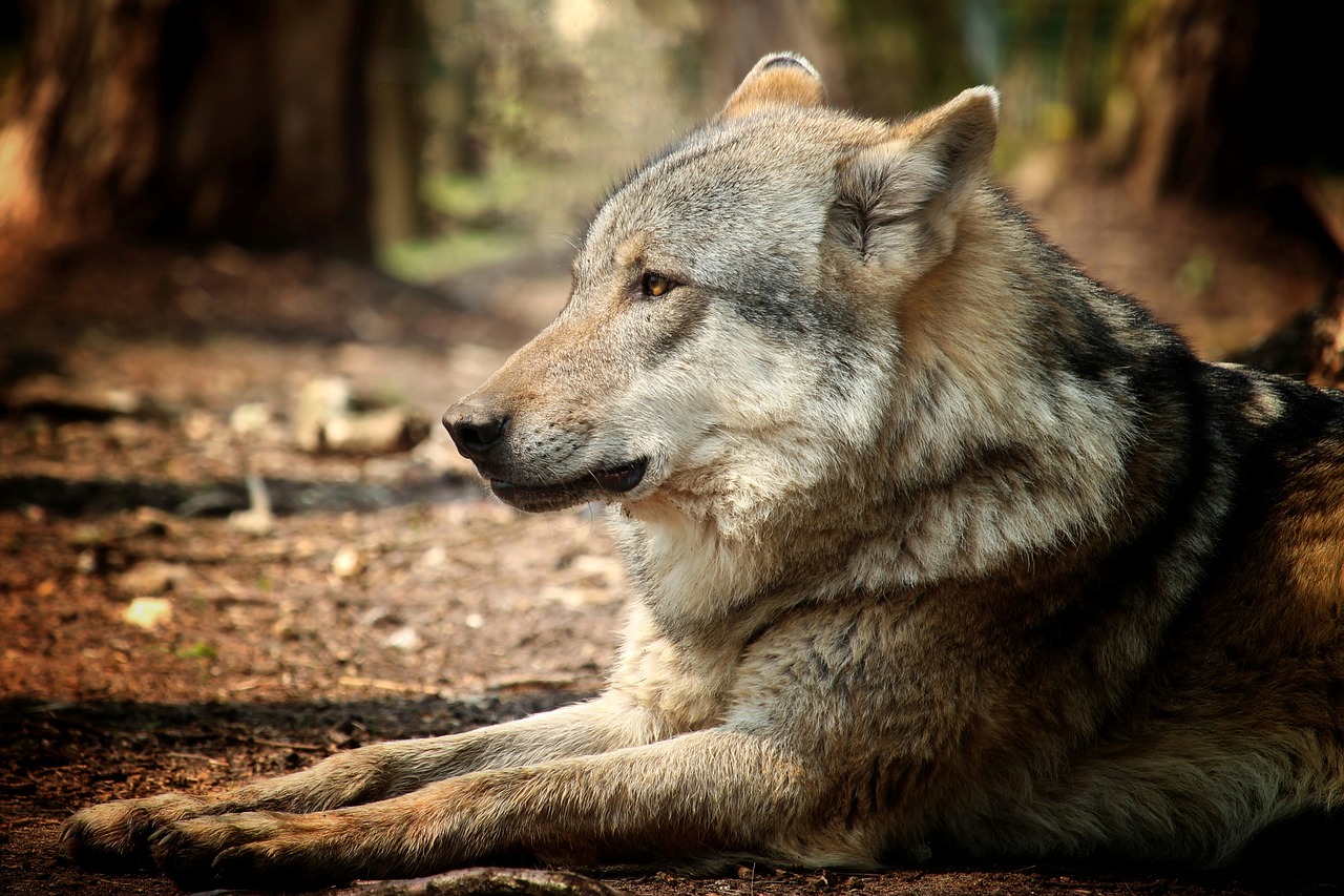 mammal  wolf  dog free photo