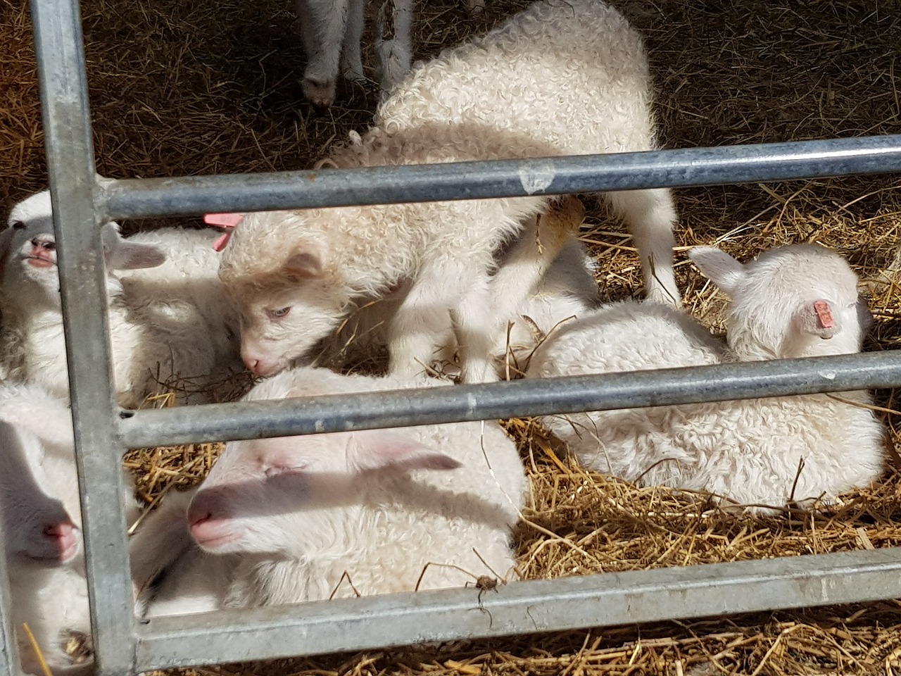 mammal  barn  cage free photo