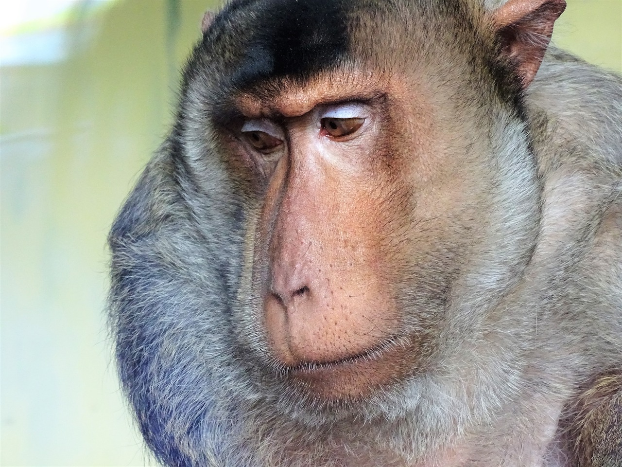 mammal  portrait  monkey free photo