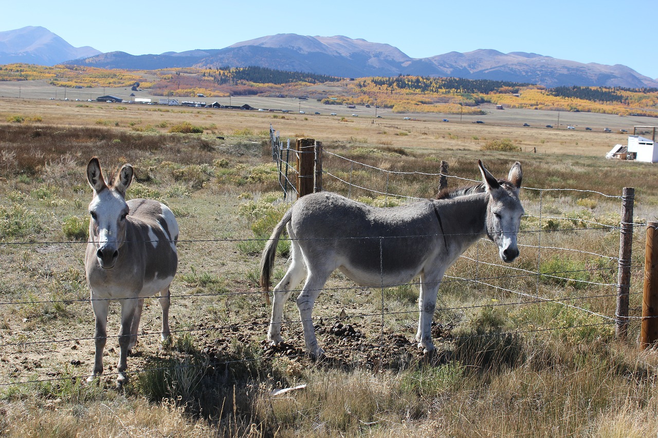 mammal  animal  cavalry free photo