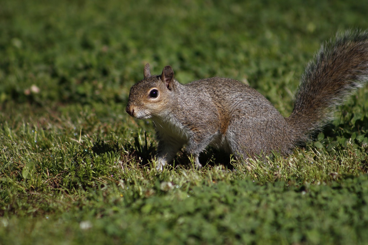 mammal  nature  cute free photo