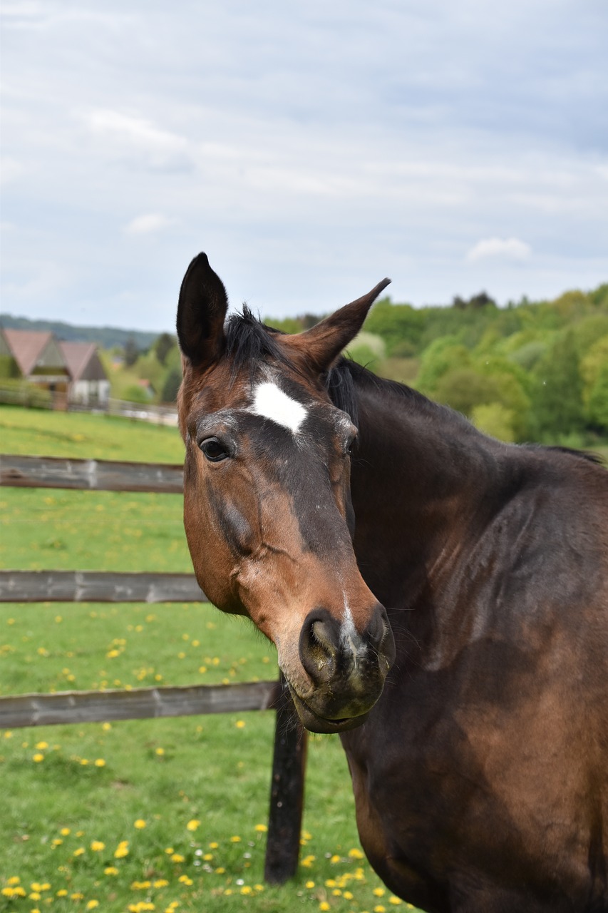 mammal  animal  horse free photo