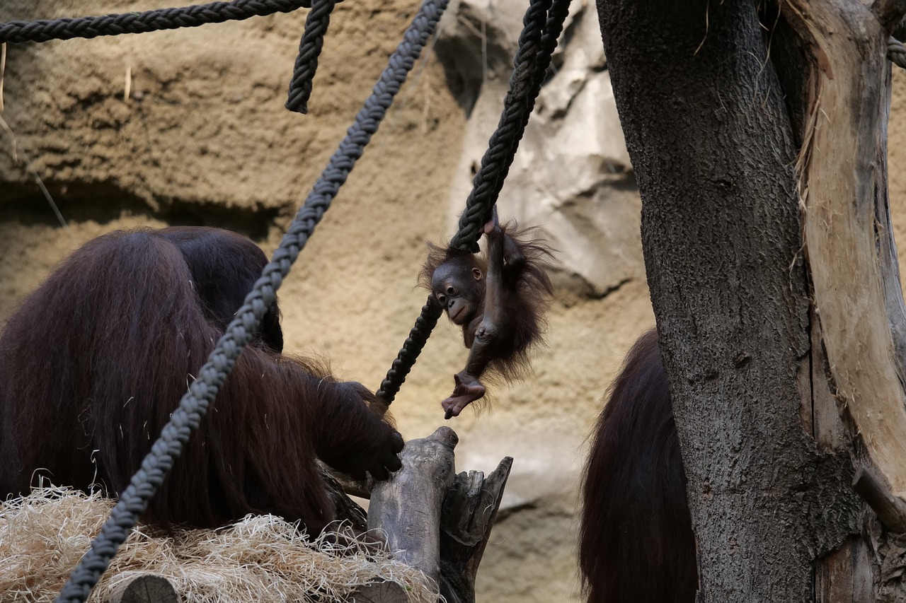 mammal  orang-utan  young free photo