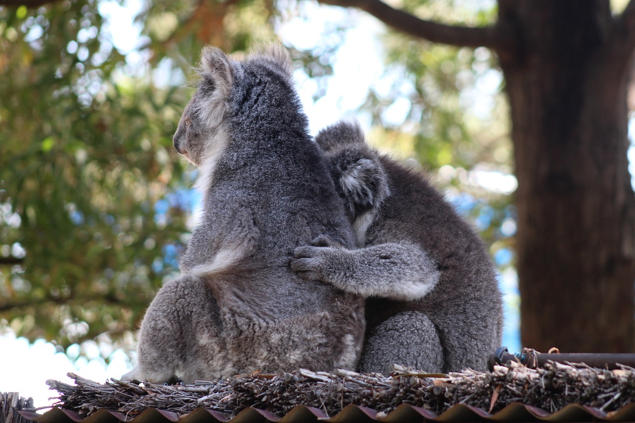 mammal  wildlife  tree free photo