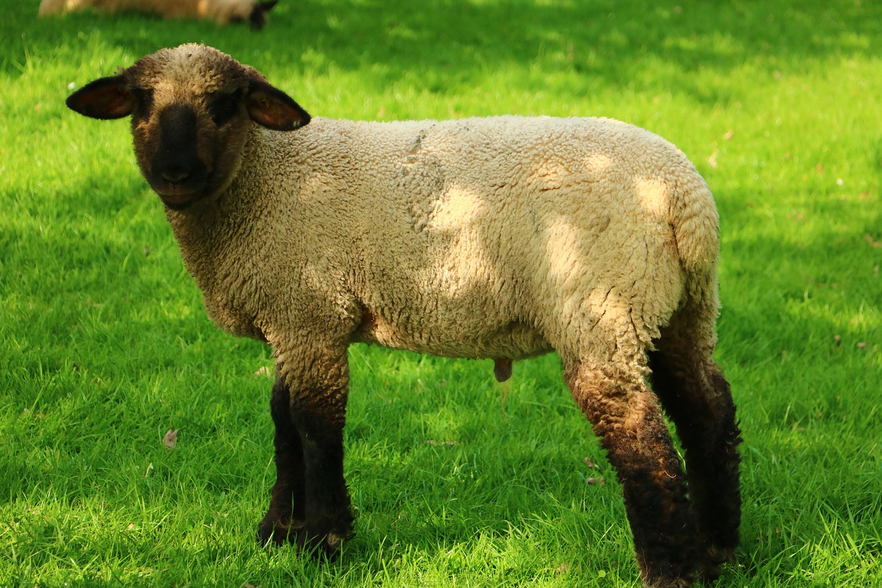 mammal  grass  sheep free photo