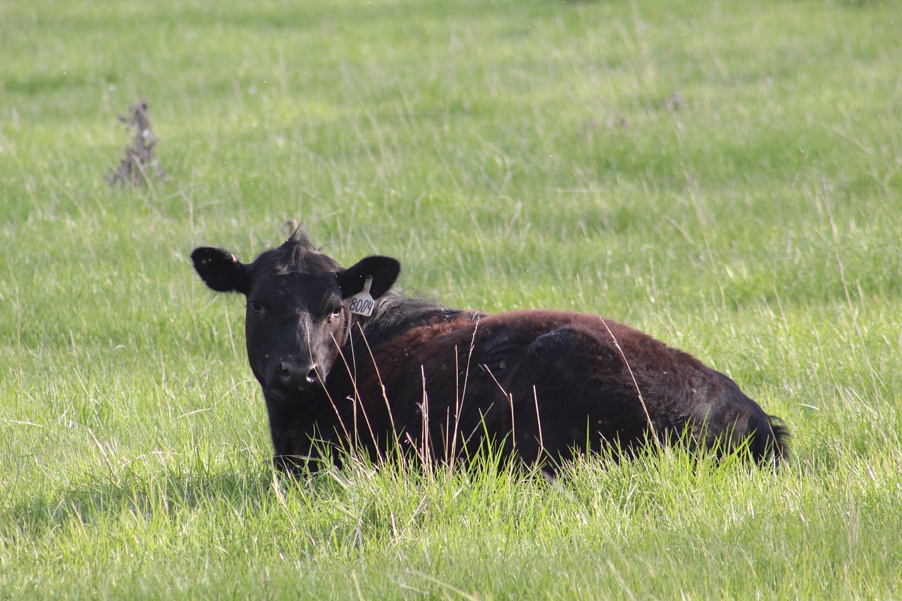 mammal  grass  hayfield free photo