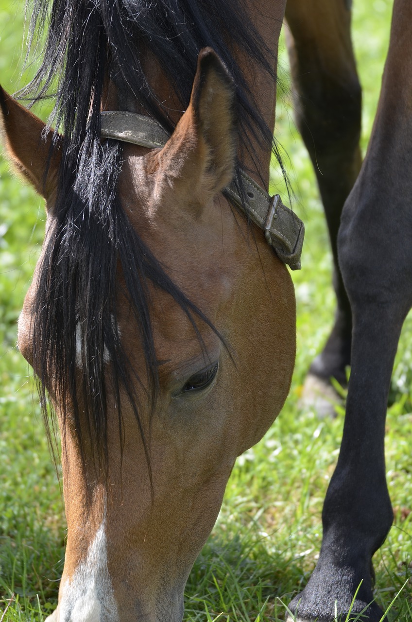 mammal  the main and land stud  mare free photo
