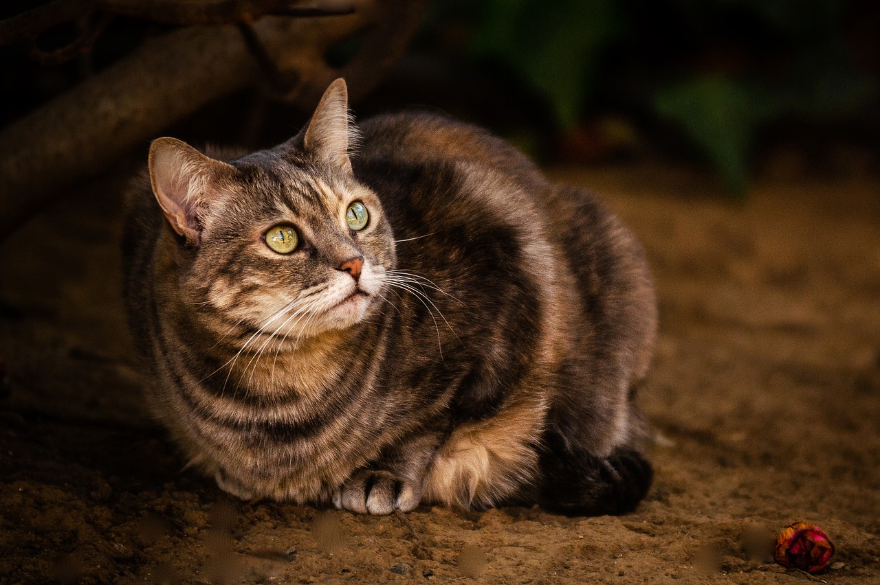 mammal  cute  portrait free photo