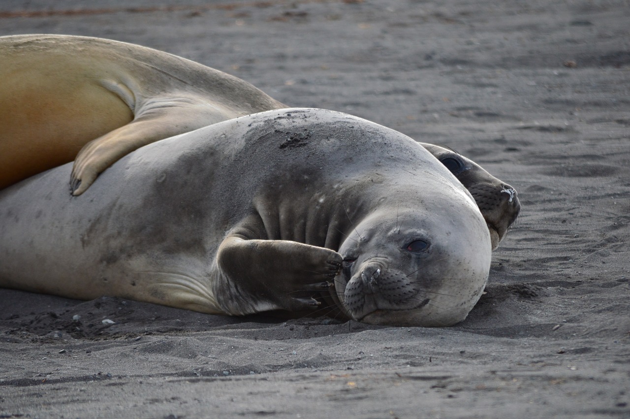 mammal  seal  antarctica free photo