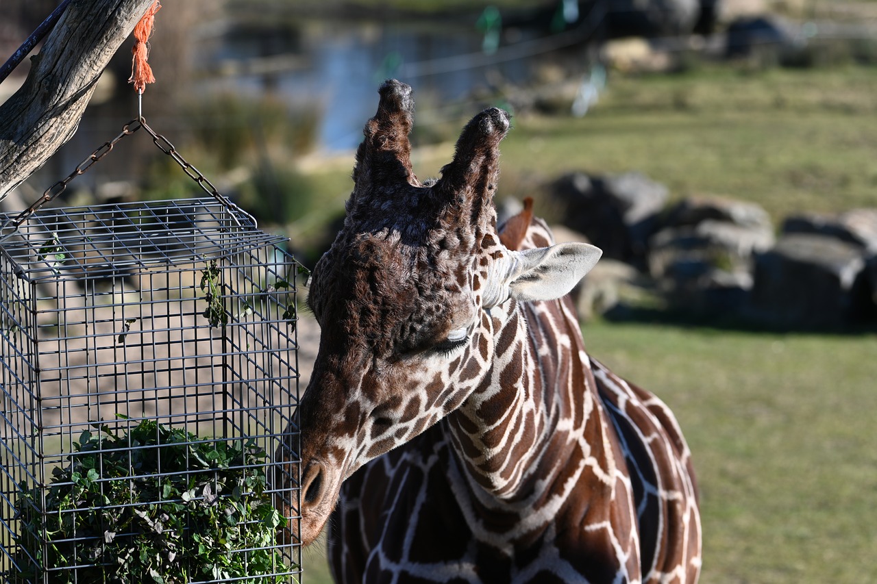 mammal  giraffe  zoo free photo