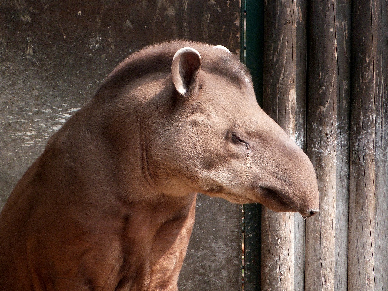 mammal tapir portrait free photo