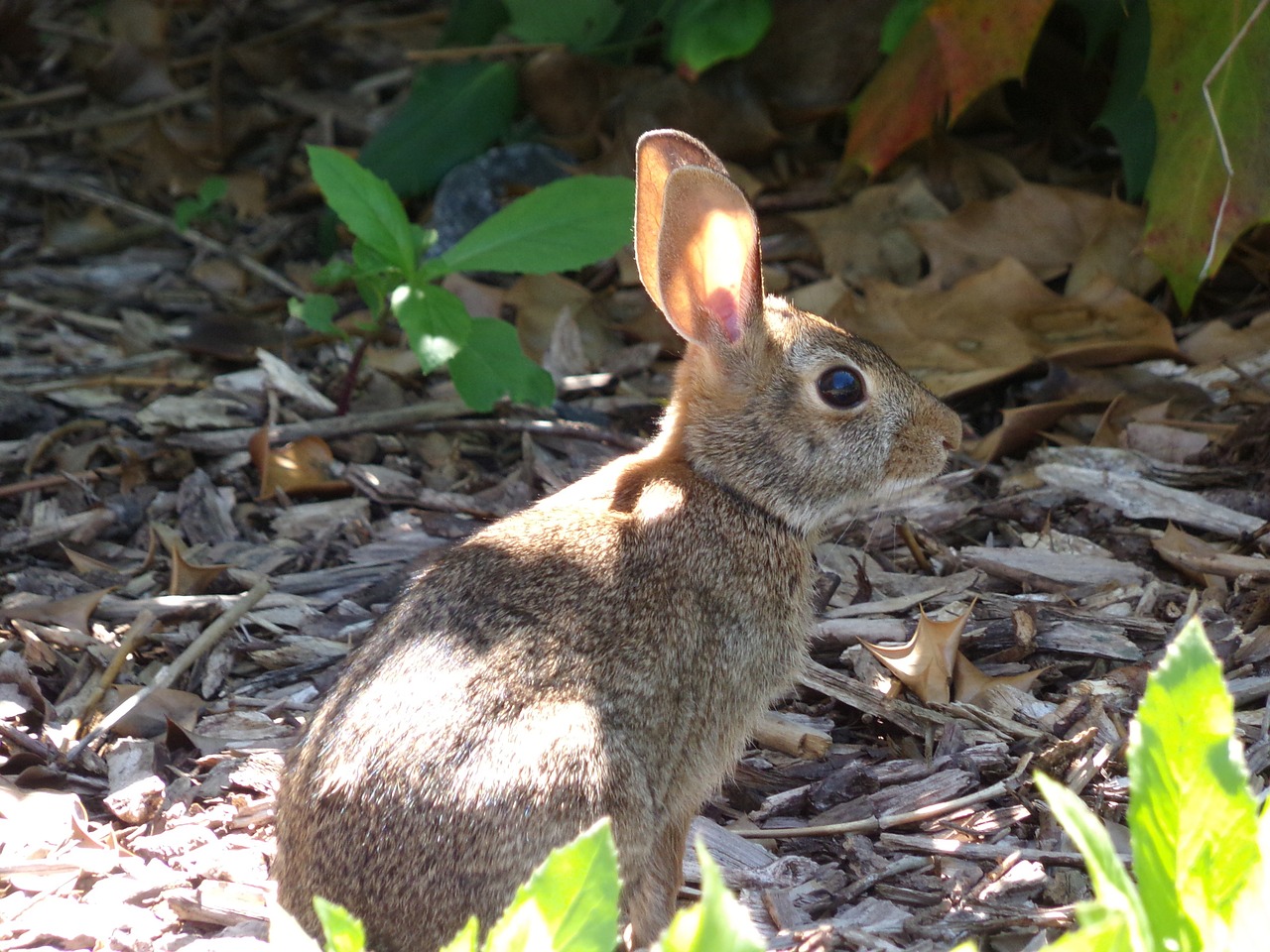 mammal rabbit animal free photo