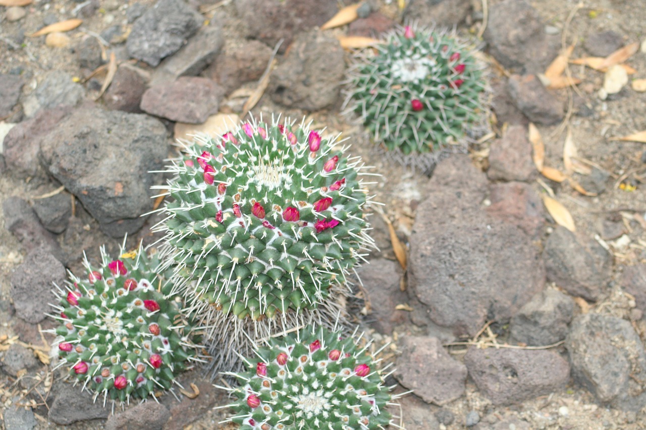 mammalaria cactus desert plant free photo