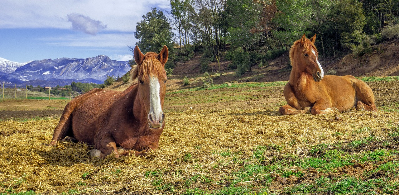 mammalia animalia cavalry free photo