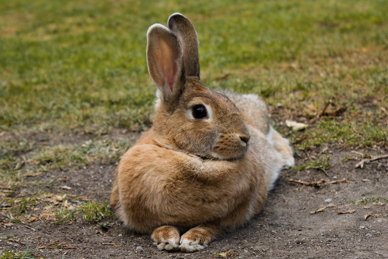 mammalia rabbit nice free photo