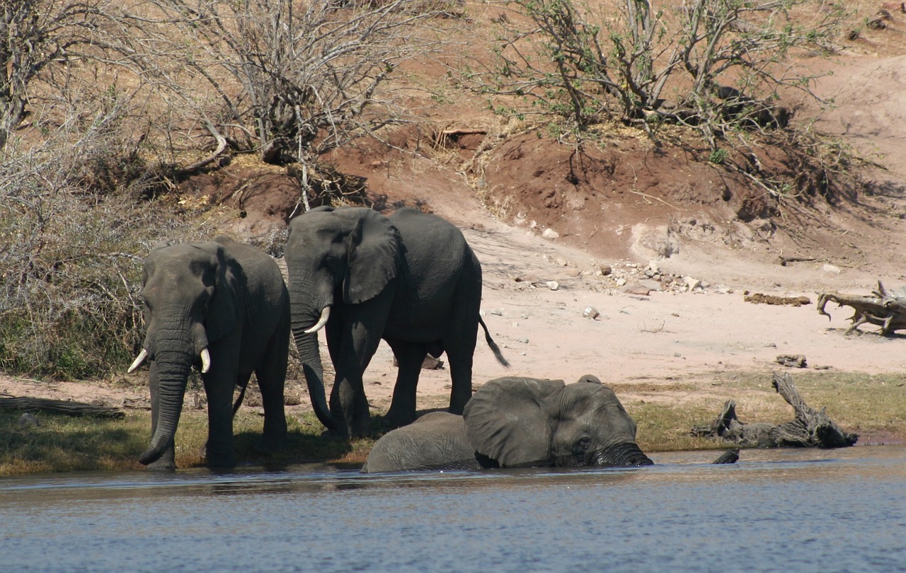 mammals animals elephants free photo