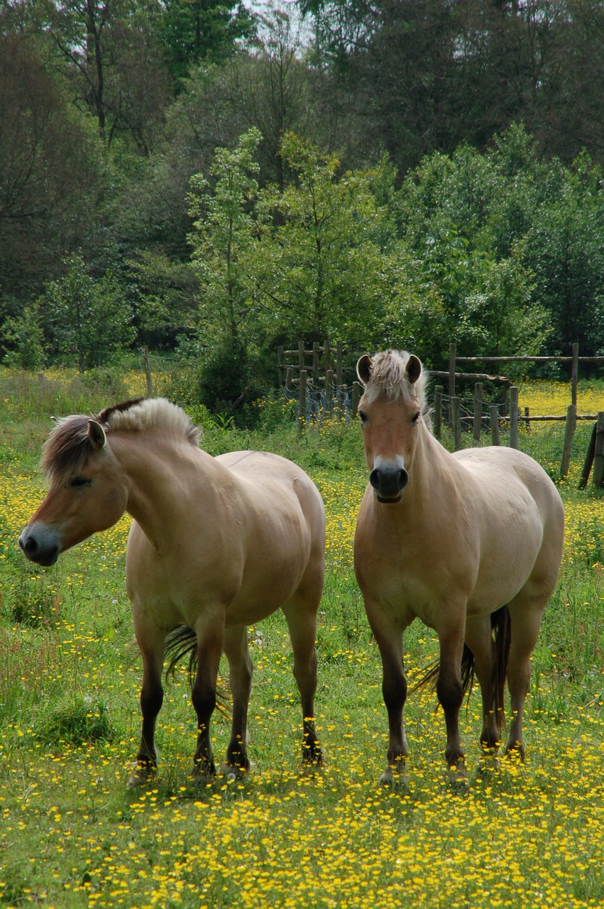 mammals meadow horses free photo