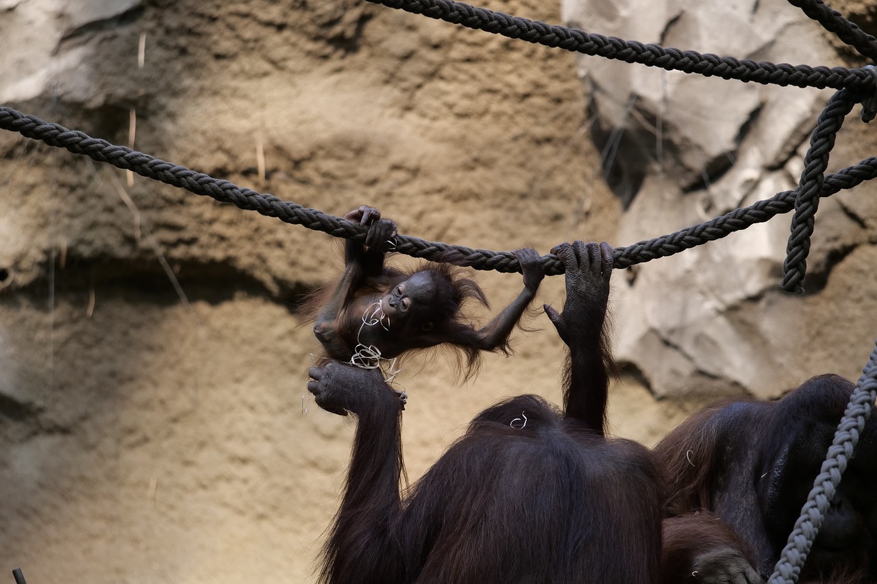 mammals  orang-utan  ape free photo