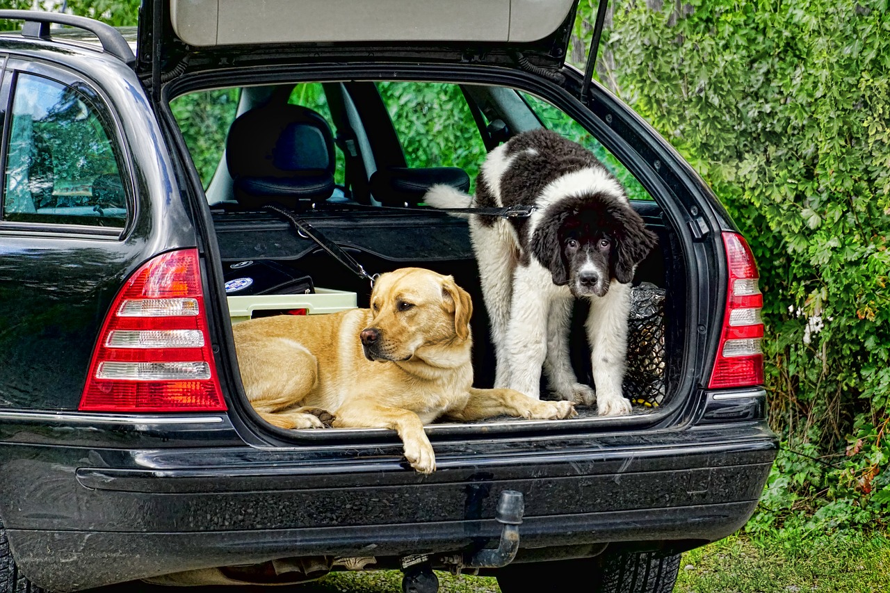 mammals  dogs  trunk free photo