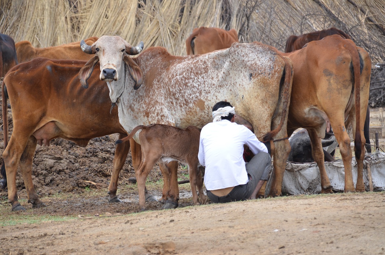 mammals india cows free photo