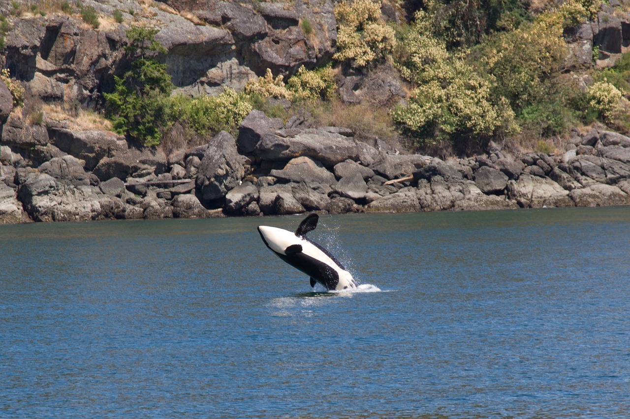 mammals whales orcas free photo