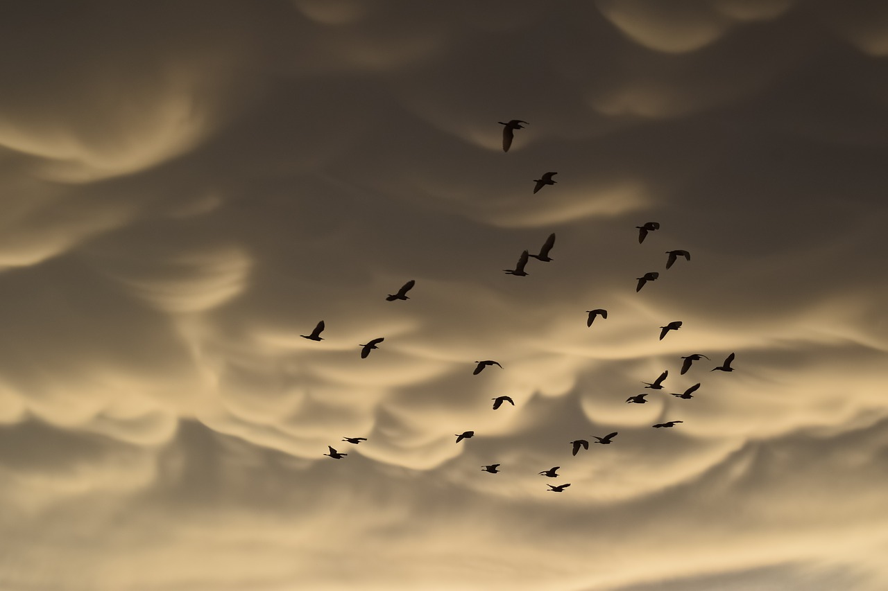 mammatus clouds  birds  migratory free photo