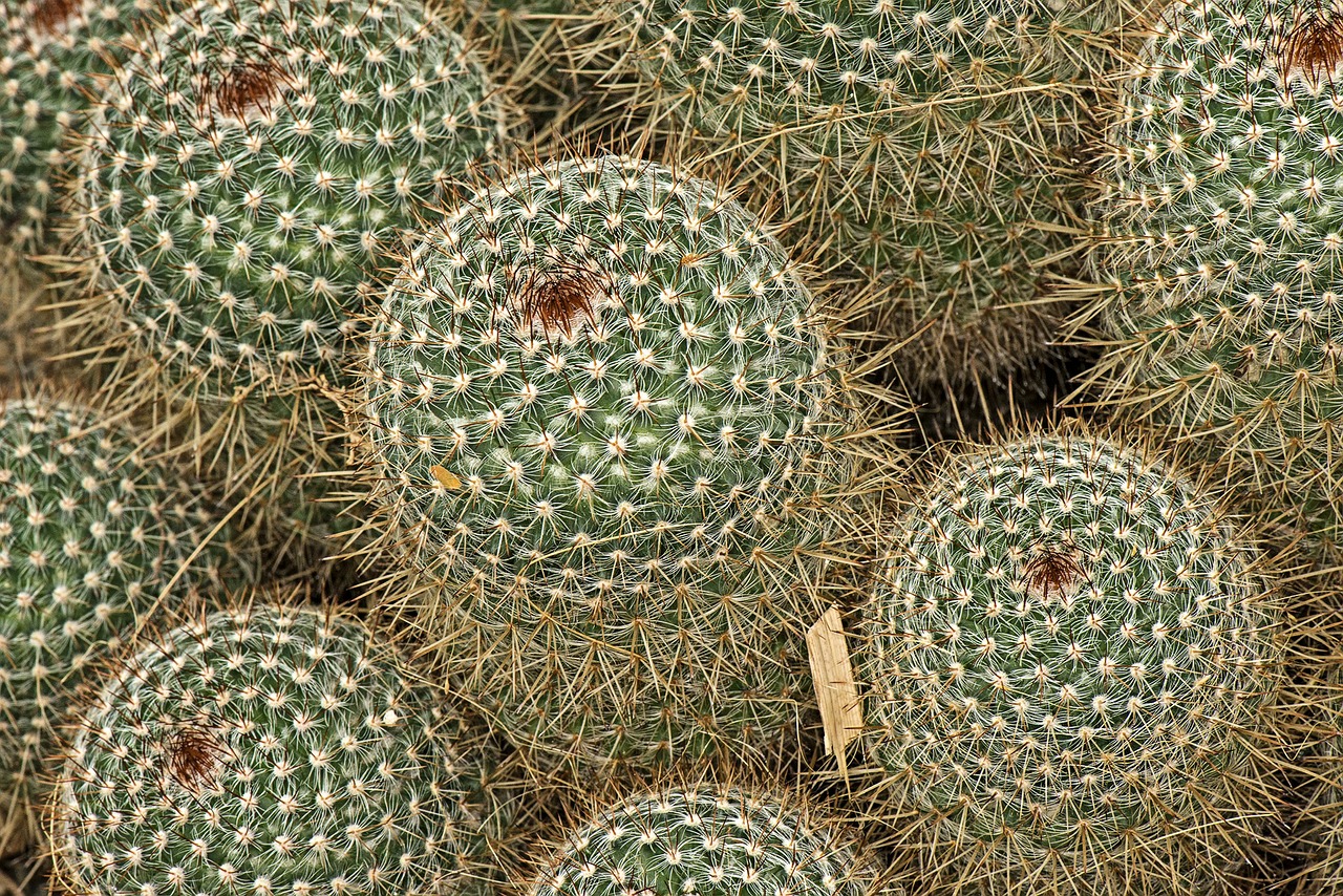 mammilaria spinossisima cactus botanical free photo