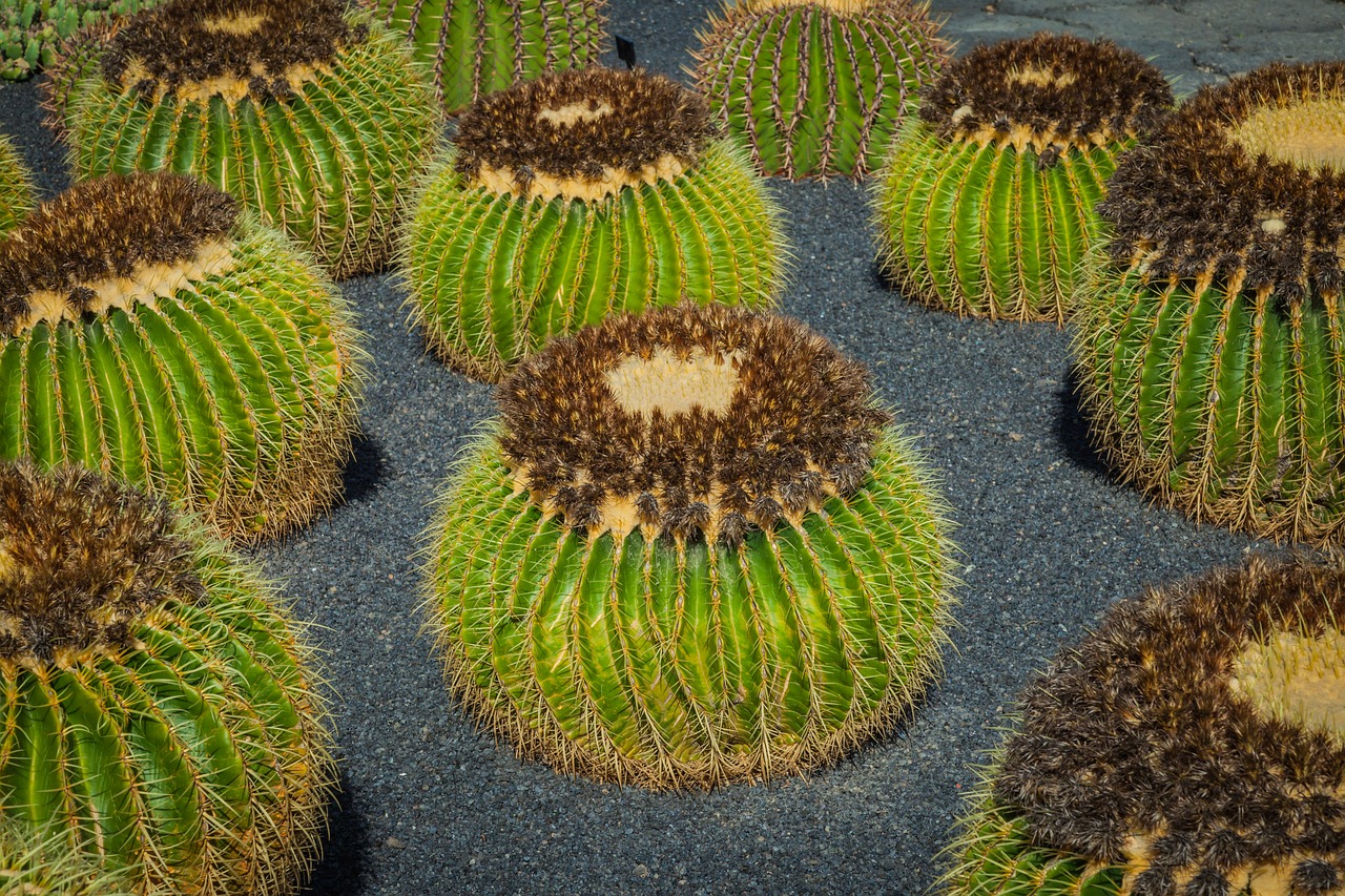 mammillaria cactus cactus greenhouse free photo