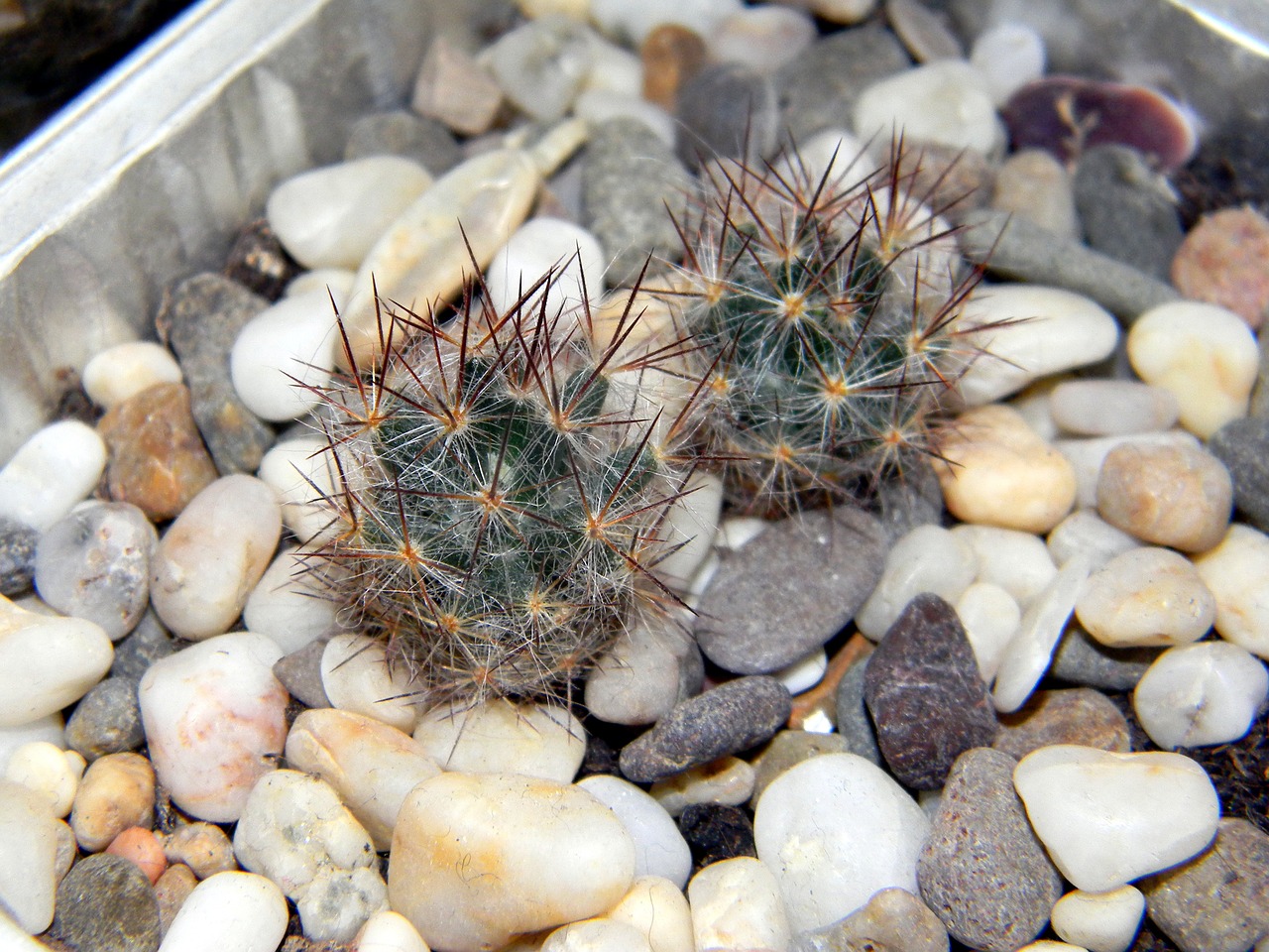 mammillaria cactus scratchy free photo