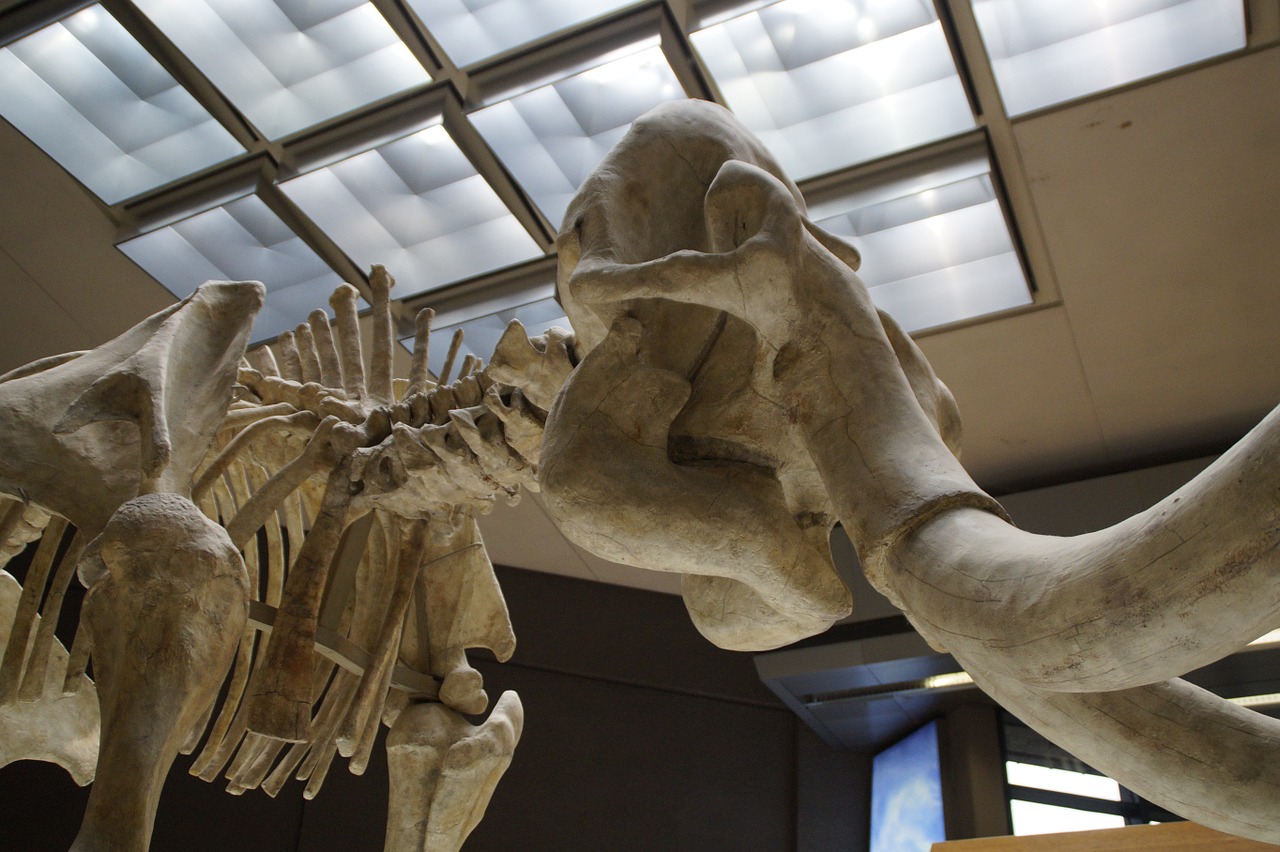 mammoth skeleton museum free photo