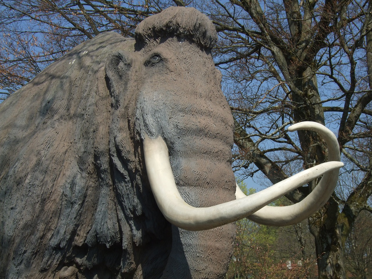mammoth animal tusks free photo