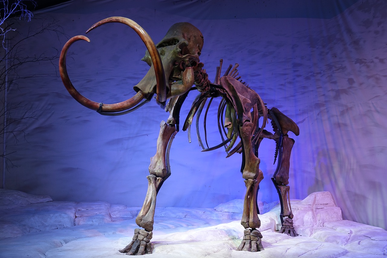mammoth skeleton prehistoric free photo