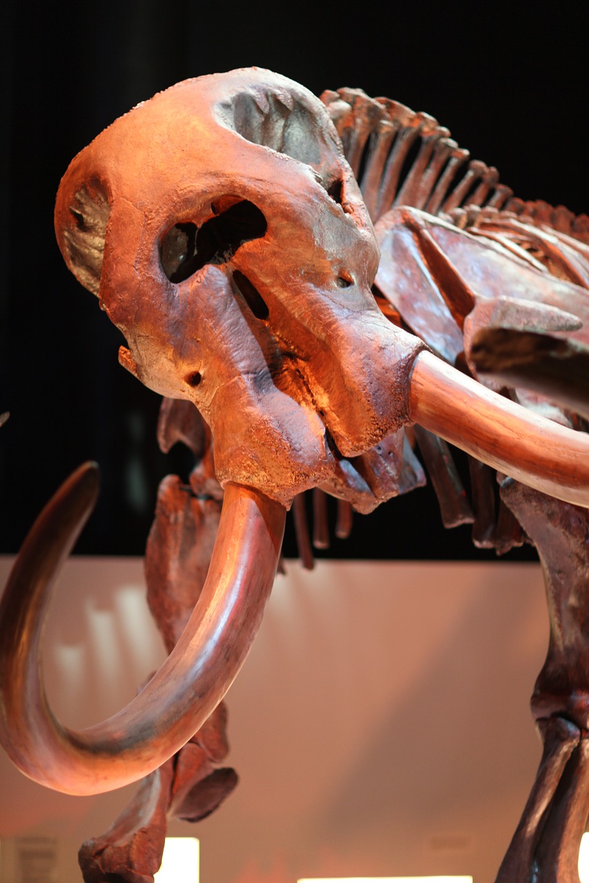 mammoth tusks fossil free photo