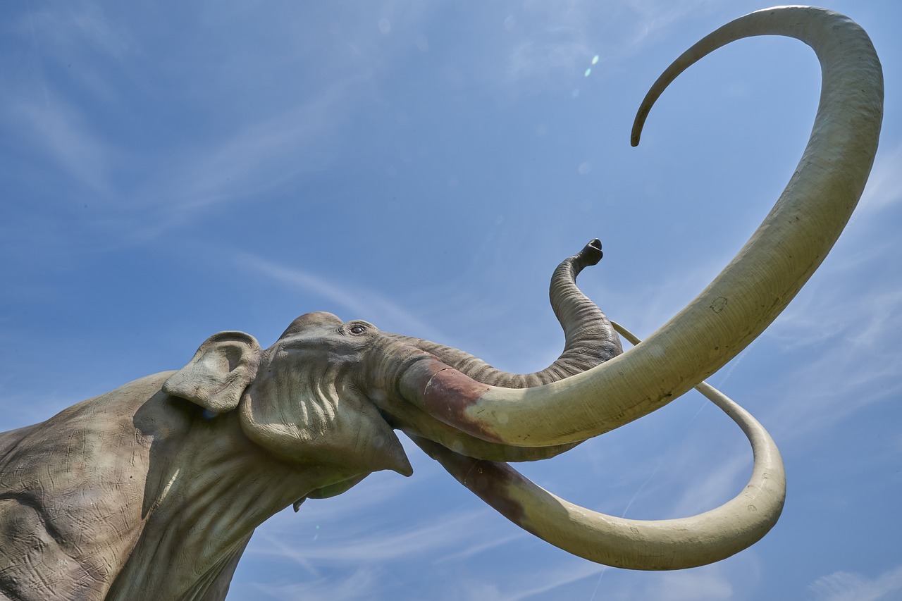 mammoth  extinct  tusk free photo