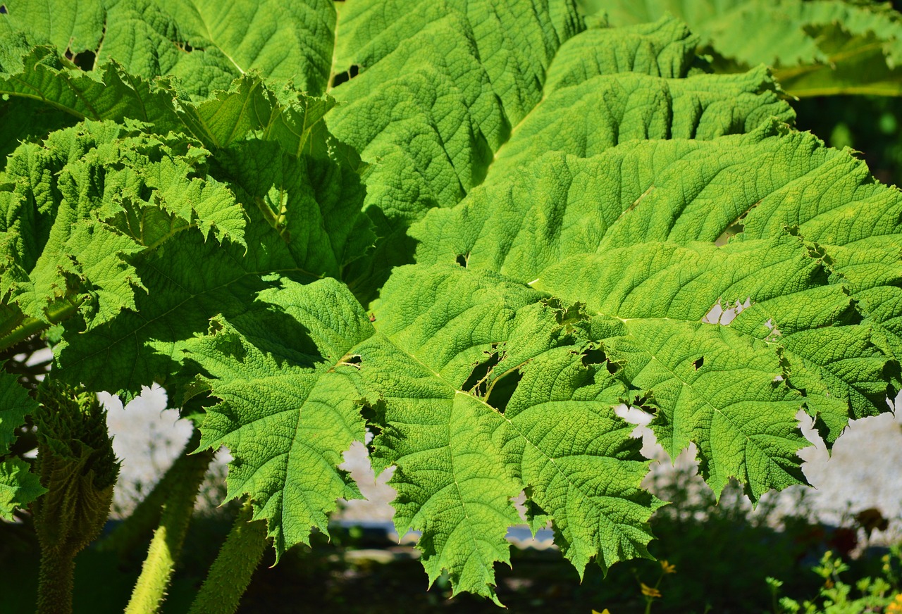 mammoth leaf gunnera gunnera-tinctoria leaf free photo