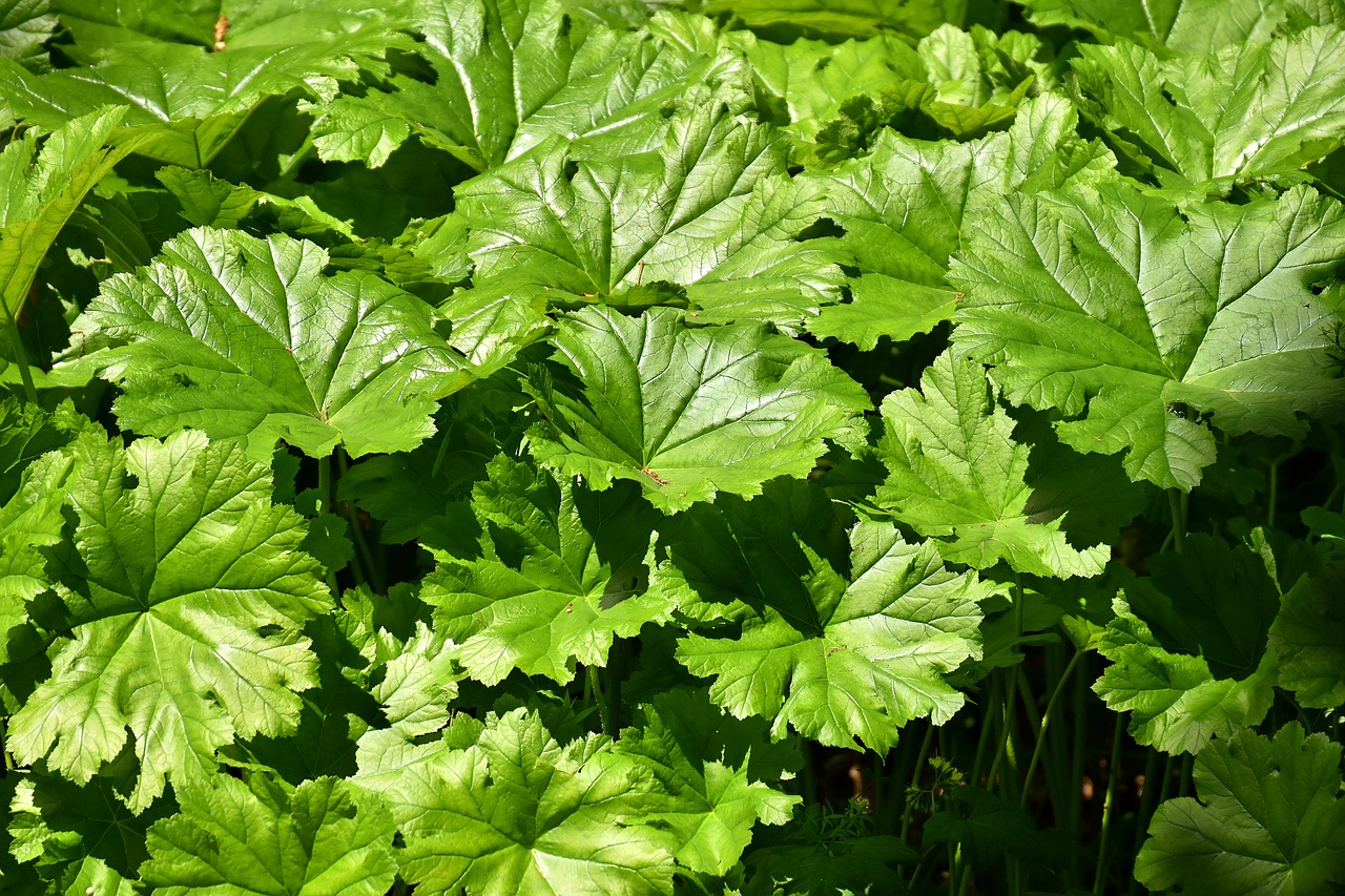 mammoth leaf gunnera gunnera-tinctoria leaf free photo