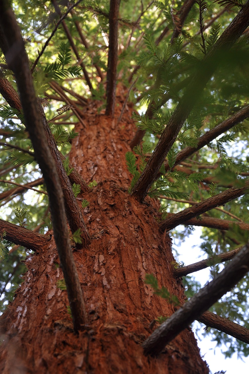 mammoth pine arboretum summer free photo