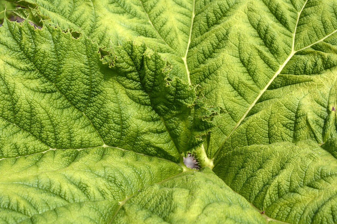 mammoth sheet leaf green free photo