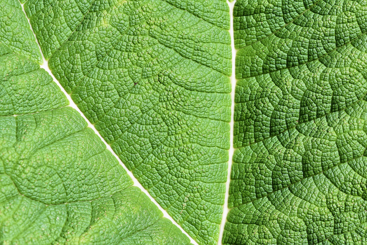 mammoth sheet  leaf  green free photo