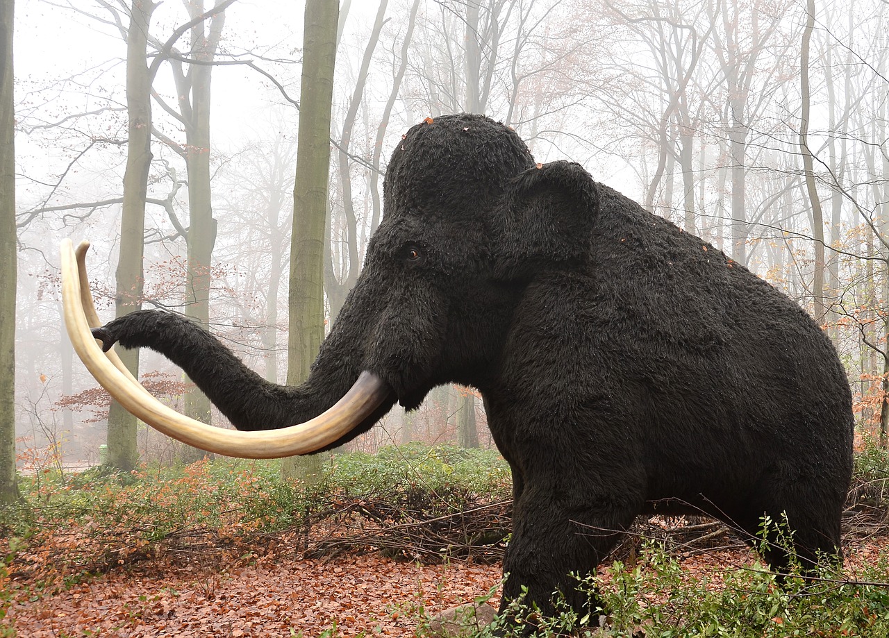 mamut mammal extinct free photo
