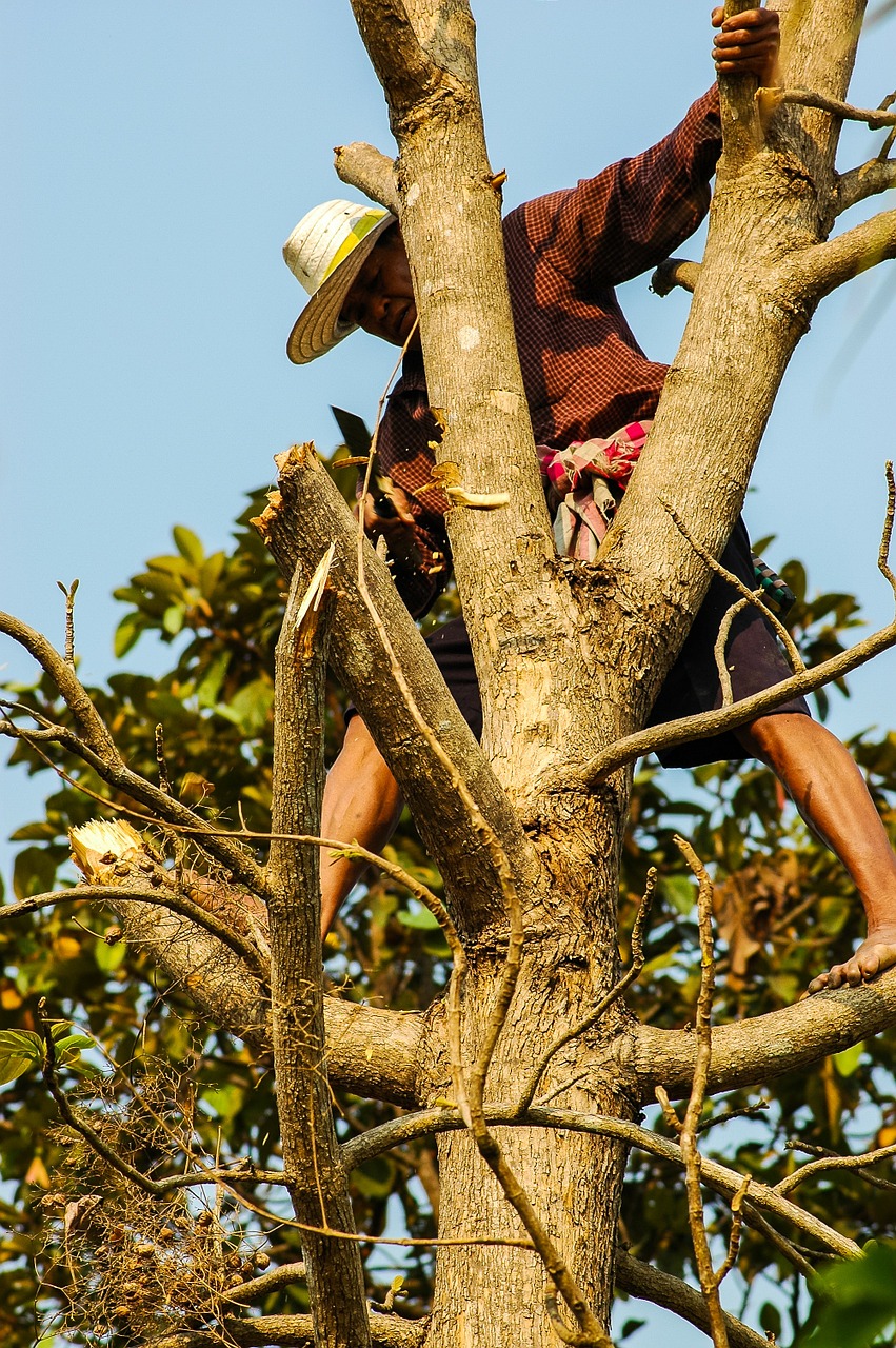 man tree climb free photo